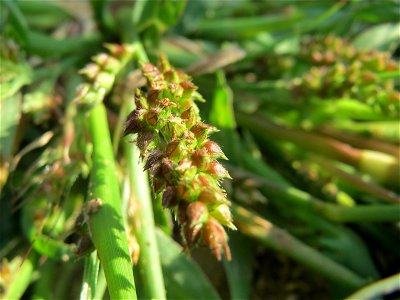 Hühnerhirse (Echinochloa crus-galli) auf einem Sandhügel einer Baustelle in Hockenheim