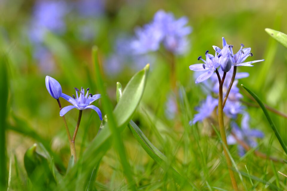 Early bloomer harbinger of spring spring flower