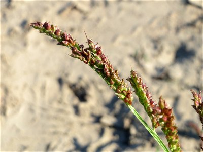 Hühnerhirse (Echinochloa crus-galli) bei Reilingen