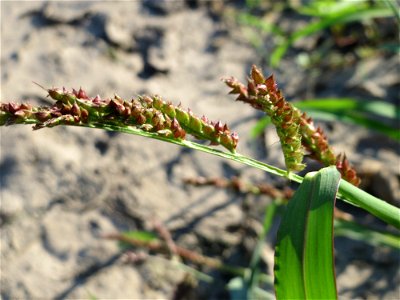Hühnerhirse (Echinochloa crus-galli) bei Reilingen