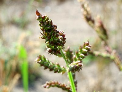 Hühnerhirse (Echinochloa crus-galli) im Naturschutzgebiet Bachwiesen/Leopoldswiesen im Hockenheimer Rheinbogen