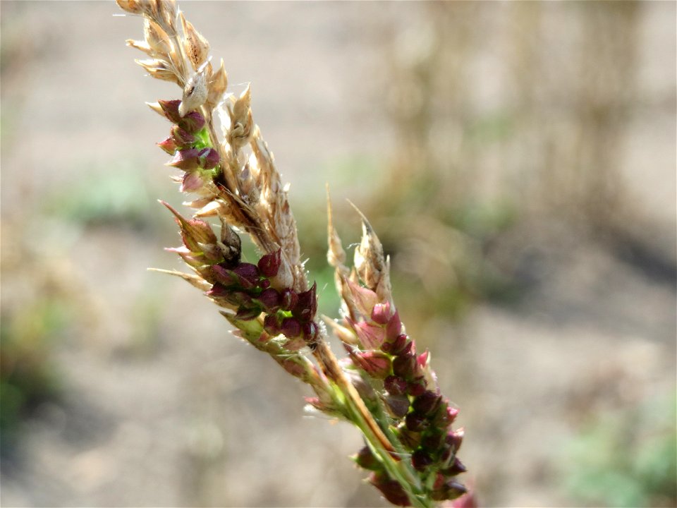 Hühnerhirse (Echinochloa crus-galli) im Naturschutzgebiet Bachwiesen/Leopoldswiesen im Hockenheimer Rheinbogen