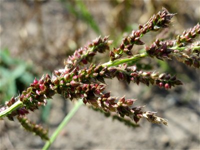 Hühnerhirse (Echinochloa crus-galli) im Naturschutzgebiet Bachwiesen/Leopoldswiesen im Hockenheimer Rheinbogen