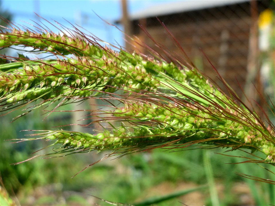 Hühnerhirse (Echinochloa crus-galli) in Hockenheim