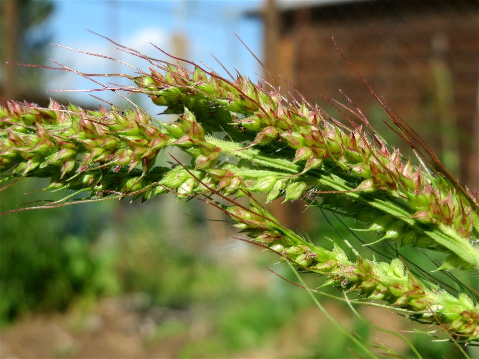 Hühnerhirse (Echinochloa crus-galli) in Hockenheim