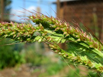 Hühnerhirse (Echinochloa crus-galli) in Hockenheim