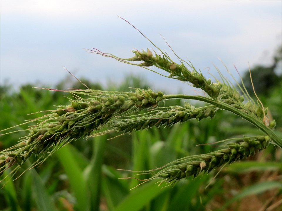 Hühnerhirse (Echinochloa crus-galli) an der Elisabethenstraße bei Wiesbaden