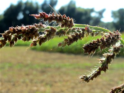 Hühnerhirse (Echinochloa crus-galli) bei Altlußheim