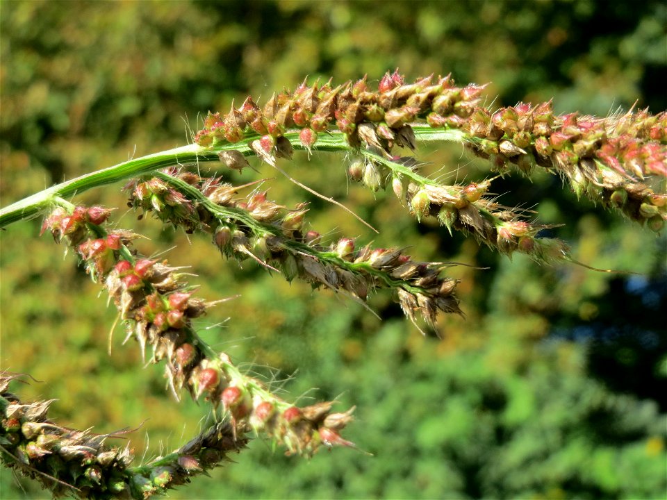 Hühnerhirse (Echinochloa crus-galli) bei Altlußheim