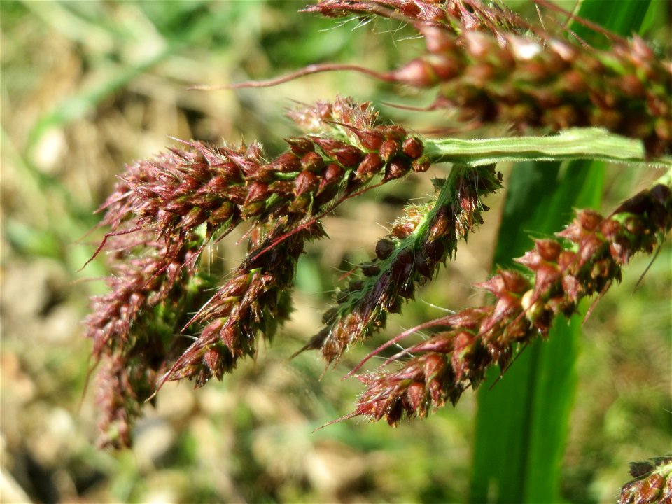 Hühnerhirse (Echinochloa crus-galli) bei Altlußheim