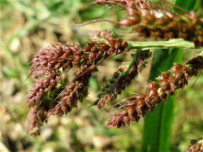 Hühnerhirse (Echinochloa crus-galli) bei Altlußheim