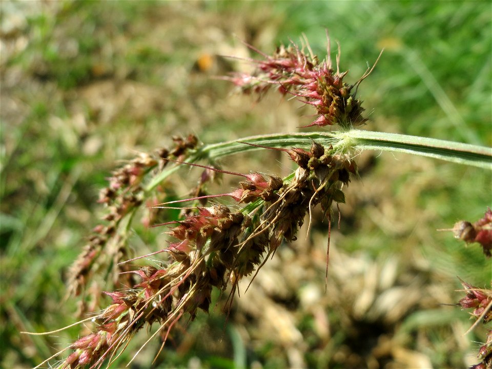 Hühnerhirse (Echinochloa crus-galli) bei Altlußheim