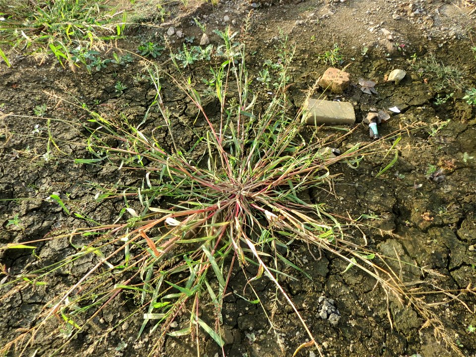 Hühnerhirse (Echinochloa crus-galli) auf einer Ruderalfläche am Messplatz Hockenheim