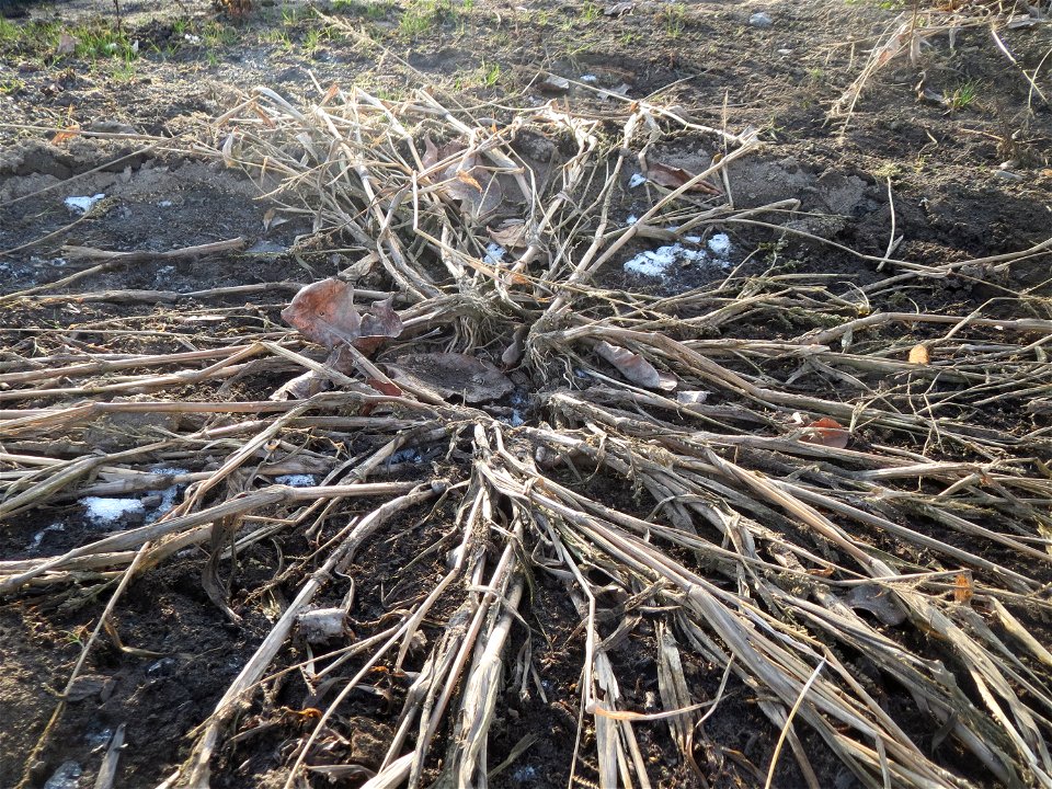 Hühnerhirse (Echinochloa crus-galli) in Hockenheim