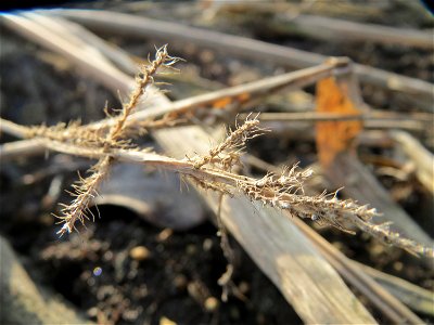 Hühnerhirse (Echinochloa crus-galli) in Hockenheim