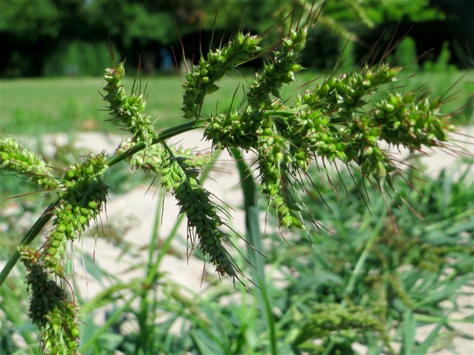 Hühnerhirse (Echinochloa crus-galli) in Hockenheim - dieses Gras hat sich auf dem "Palmenstrand" am kleinen Teich im Gartenschaupark breit gemacht