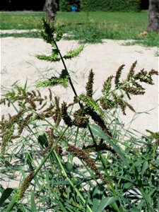 Hühnerhirse (Echinochloa crus-galli) in Hockenheim - dieses Gras hat sich auf dem "Palmenstrand" am kleinen Teich im Gartenschaupark breit gemacht