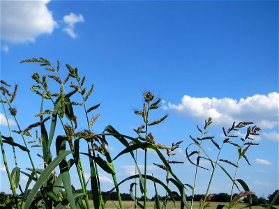 Hühnerhirse (Echinochloa crus-galli) bei Hockenheim