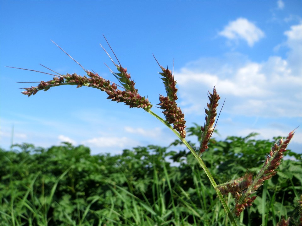 Hühnerhirse (Echinochloa crus-galli) bei Wiesbaden-Nordenstadt