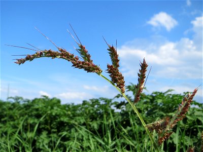Hühnerhirse (Echinochloa crus-galli) bei Wiesbaden-Nordenstadt
