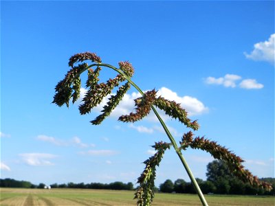Hühnerhirse (Echinochloa crus-galli) bei Hockenheim