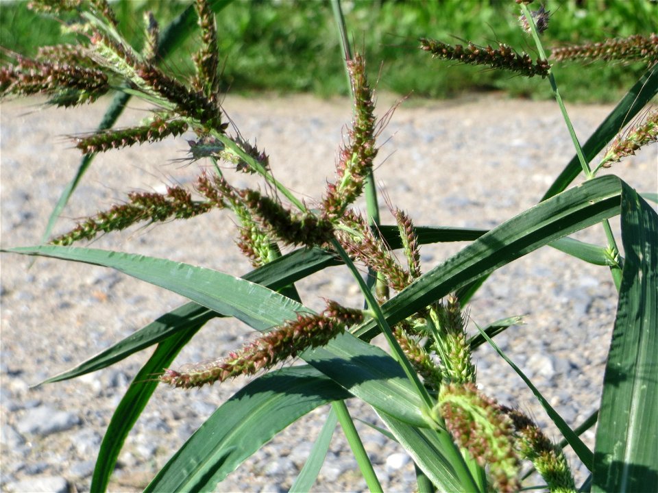 Hühnerhirse (Echinochloa crus-galli) bei Hockenheim