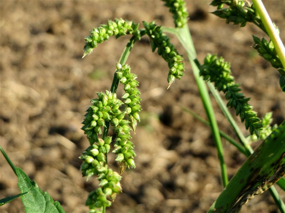 Hühnerhirse (Echinochloa crus-galli) im Landschaftsschutzgebiet „Hockenheimer Rheinbogen“
