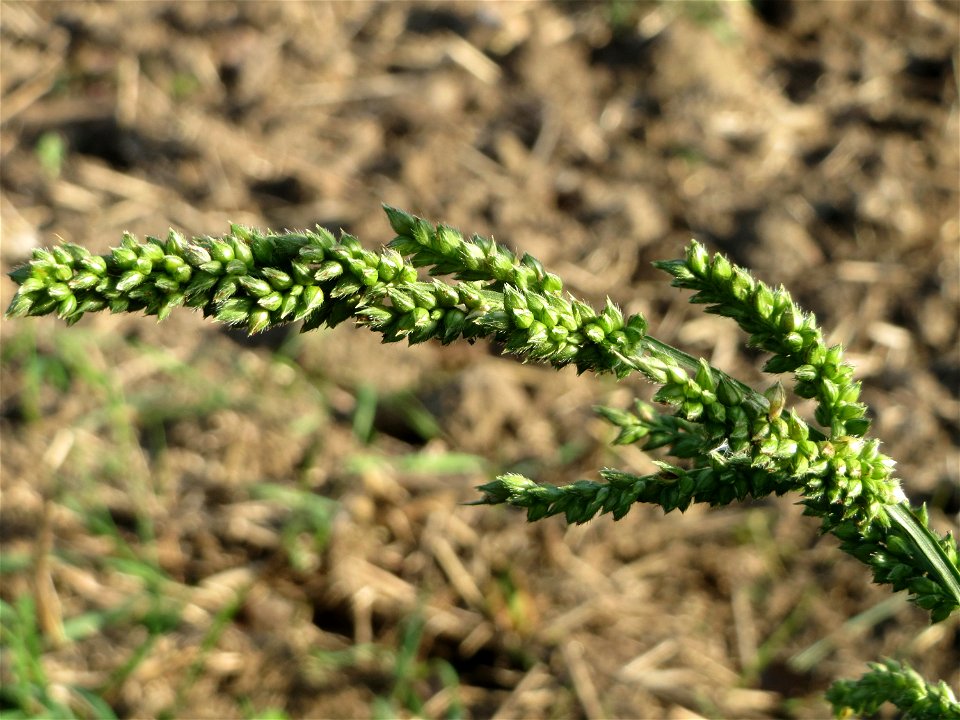 Hühnerhirse (Echinochloa crus-galli) im Landschaftsschutzgebiet „Hockenheimer Rheinbogen“