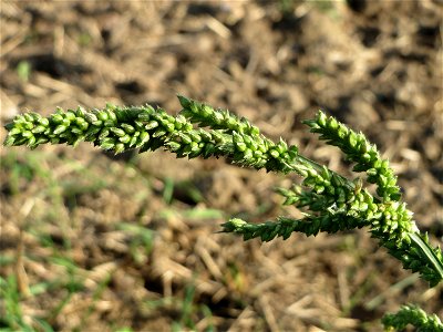 Hühnerhirse (Echinochloa crus-galli) im Landschaftsschutzgebiet „Hockenheimer Rheinbogen“