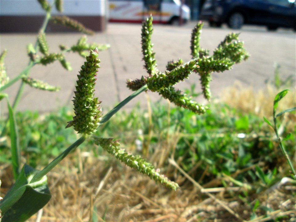 Hühnerhirse (Echinochloa crus-galli) am Bahnhof Landstuhl