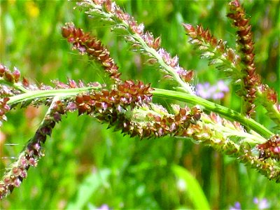 Echinochloa crus-galli closeup, Sierra Madrona, Spain