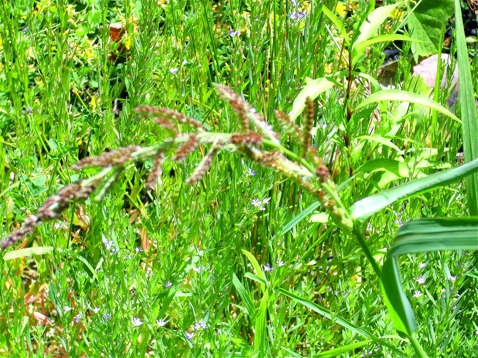 Echinochloa crus-galli habit, Sierra Madrona, Spain