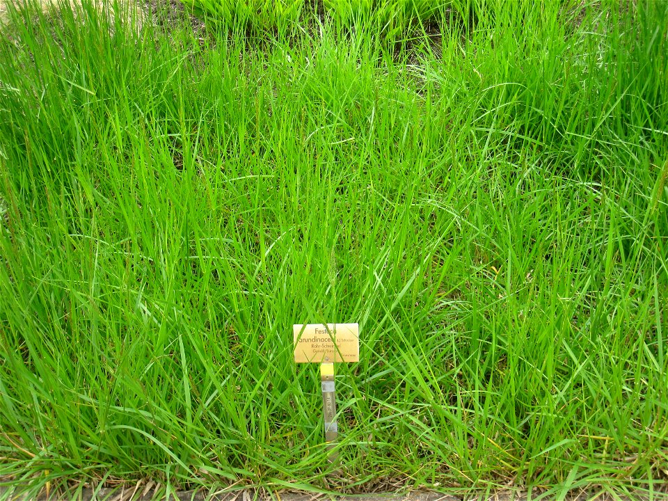 Festuca arundinacea specimen in the Botanischer Garten, Berlin-Dahlem (Berlin Botanical Garden), Berlin, Germany.