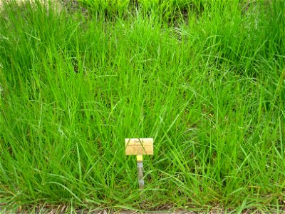 Festuca arundinacea specimen in the Botanischer Garten, Berlin-Dahlem (Berlin Botanical Garden), Berlin, Germany.