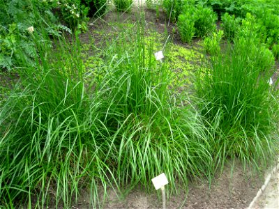 Festuca arundinacea specimen in the Botanischer Garten, Berlin-Dahlem (Berlin Botanical Garden), Berlin, Germany.