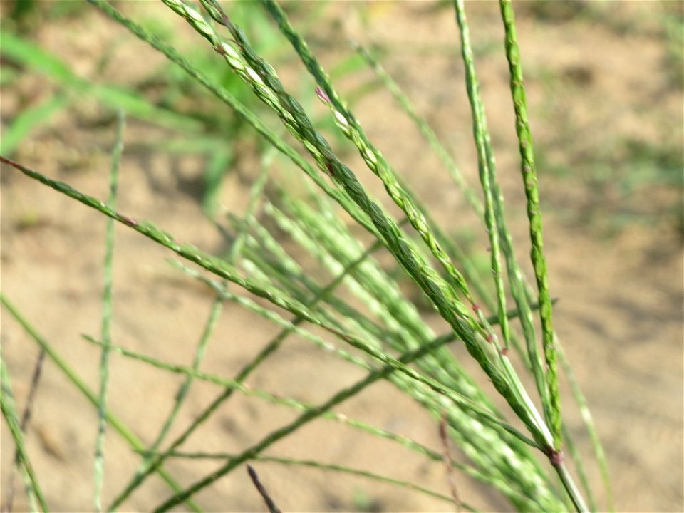 Blutrote Fingerhirse (Digitaria sanguinalis) in Hockenheim