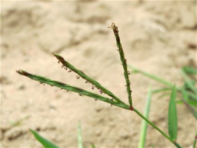 Blutrote Fingerhirse (Digitaria sanguinalis) an den Oftersheimer Dünen