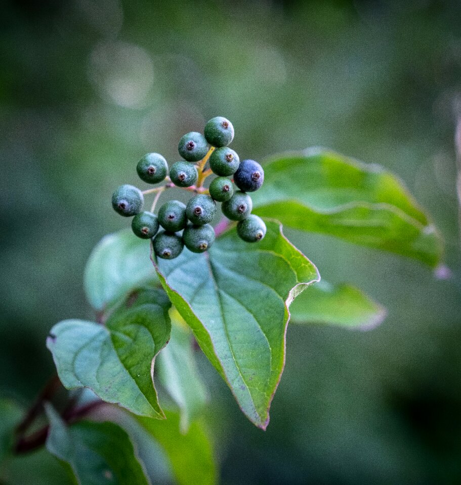Summer green unfit for human consumption