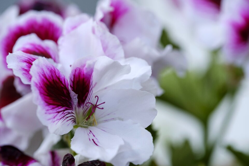 Pelargonium geranium greenhouse flowers