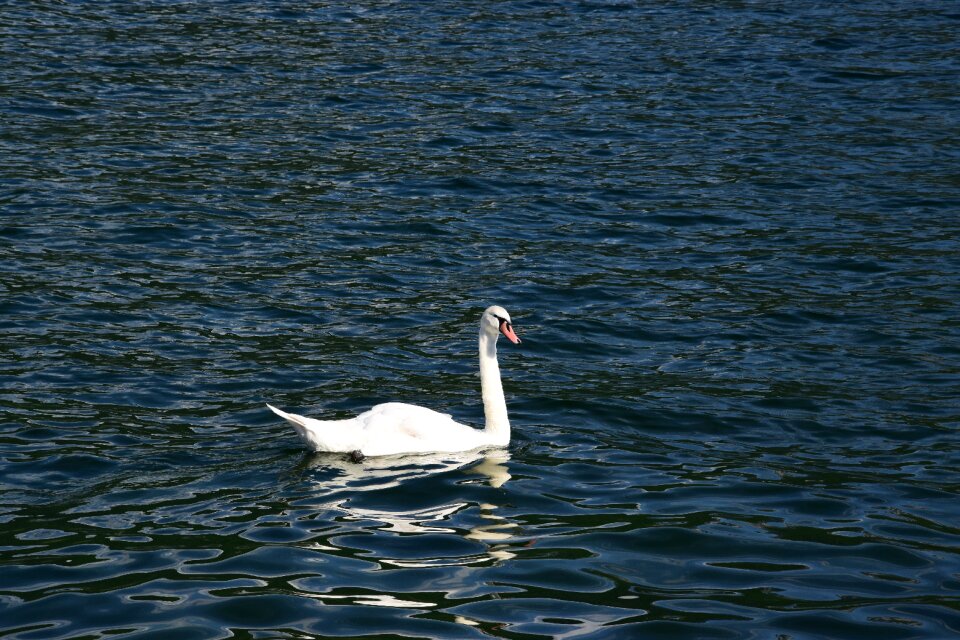 Water nature animal