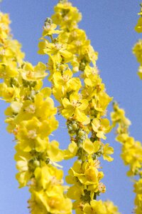 Day flowers spring