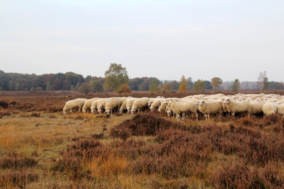 Veluwe netherlands obey