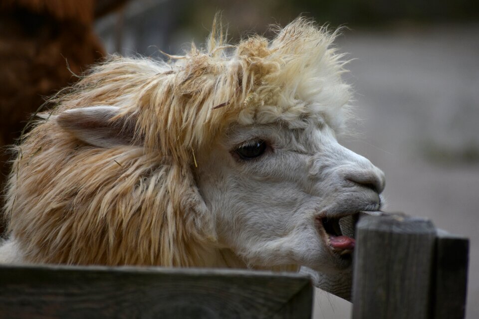 Fluffy face funny