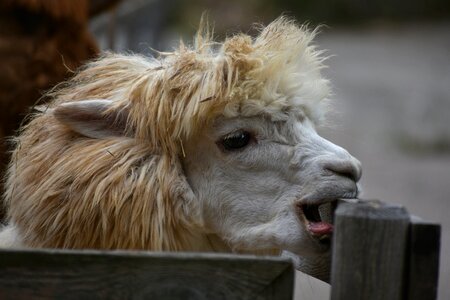 Fluffy face funny