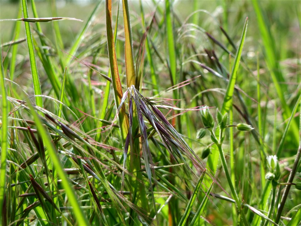 Dach-Trespe (Bromus tectorum) in Hockenheim