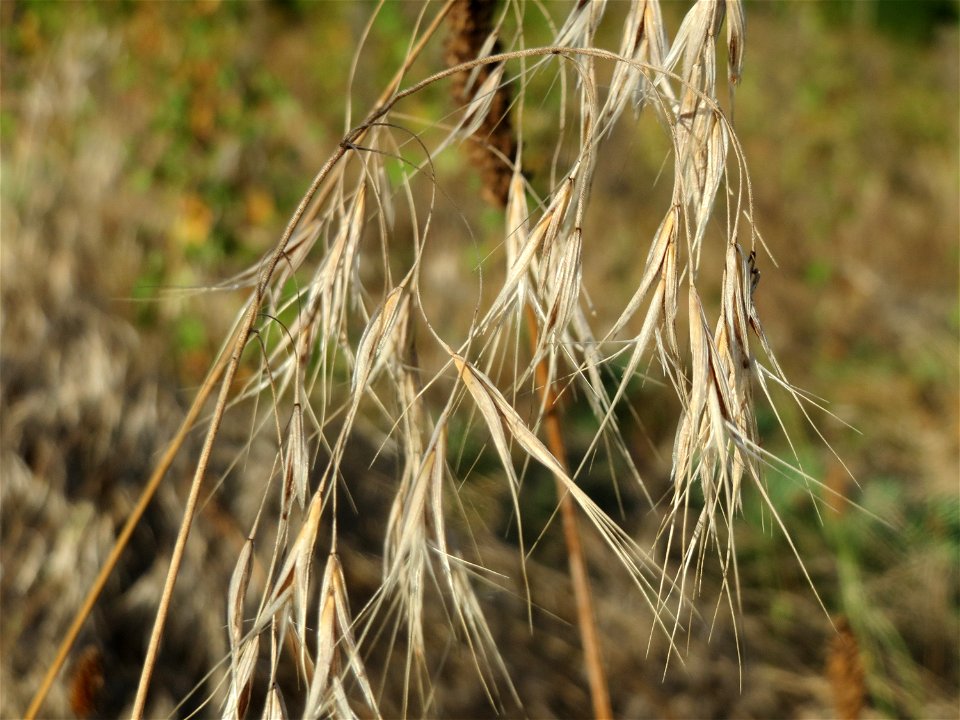 Dach-Trespe (Bromus tectorum) in Hockenheim