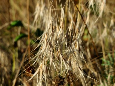 Dach-Trespe (Bromus tectorum) in Hockenheim