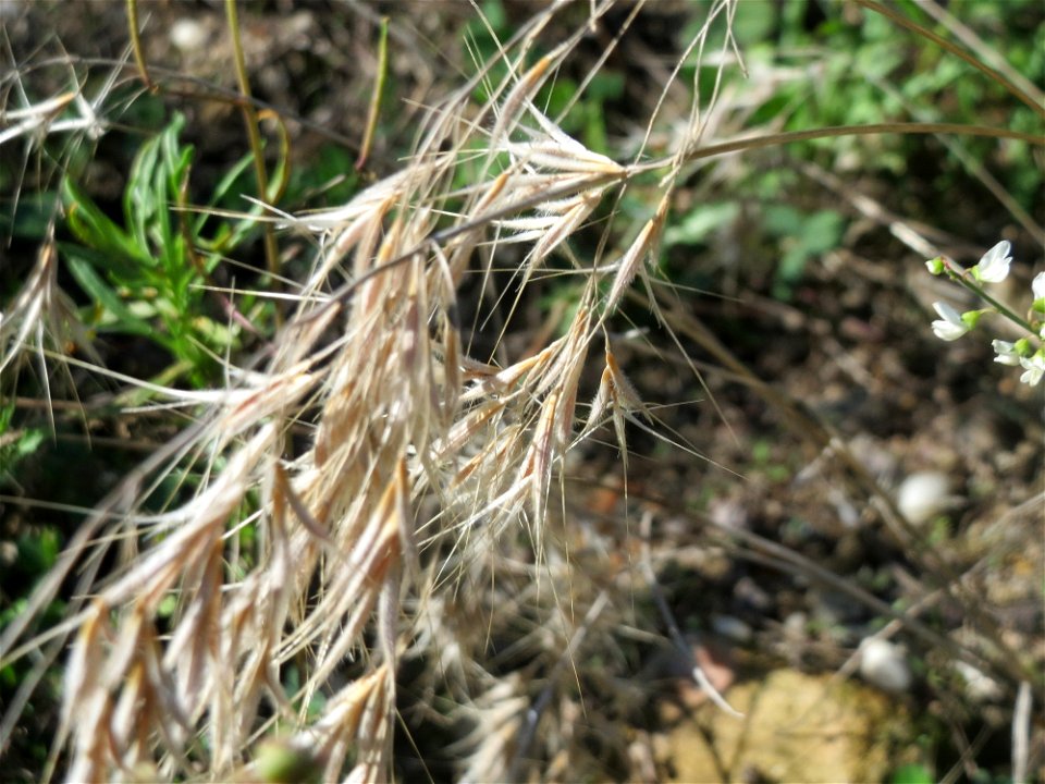 Dach-Trespe (Bromus tectorum) im Gelände der ehemaligen Zuckerfabrik in Waghäusel