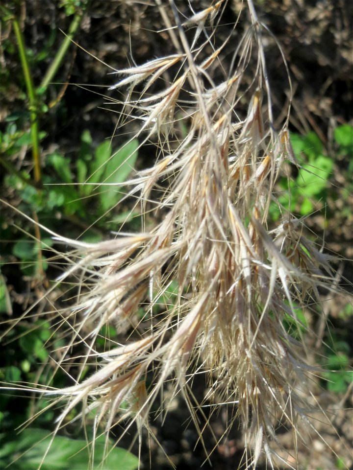 Dach-Trespe (Bromus tectorum) im Gelände der ehemaligen Zuckerfabrik in Waghäusel