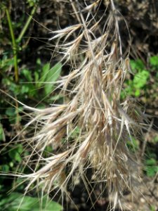 Dach-Trespe (Bromus tectorum) im Gelände der ehemaligen Zuckerfabrik in Waghäusel